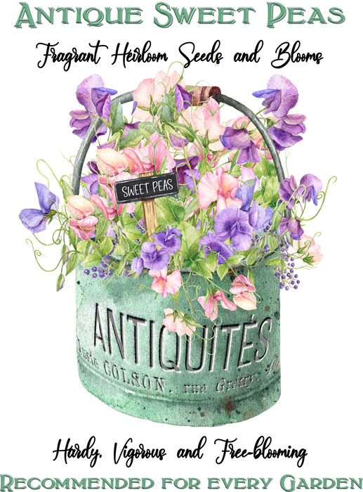 Antique Sweet Peas Flowers