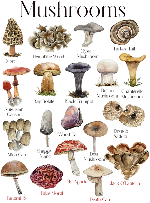 Vintage Mushrooms Variety