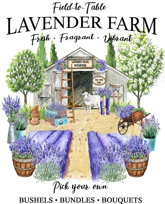 Lavender Farm with Shed