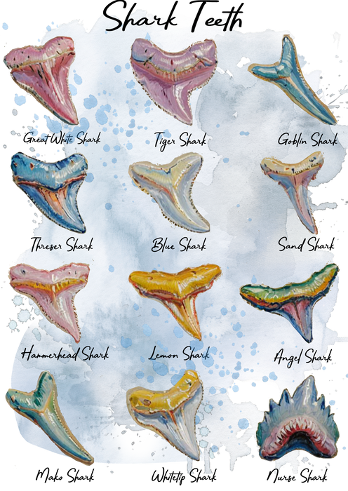 Shark Teeth Variety Coastal Beach