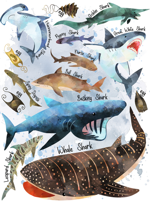 Sharks Variety Sea Ocean Coastal
