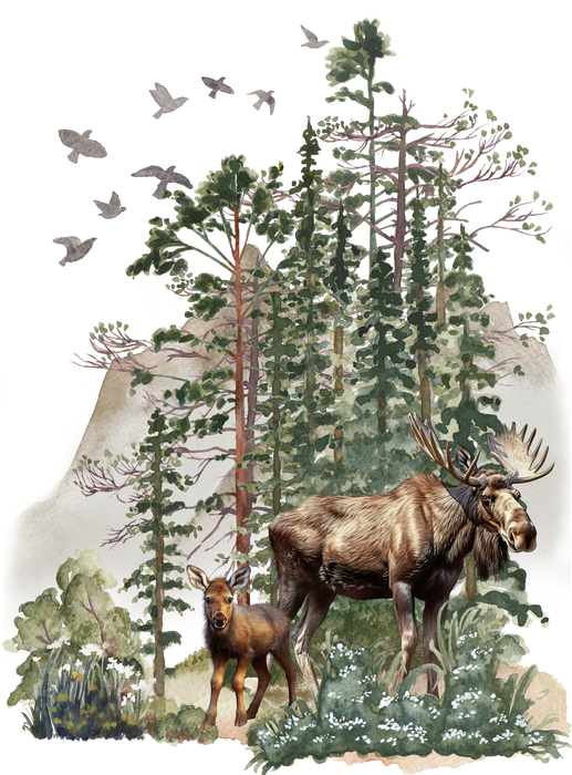 Moose in the Forest