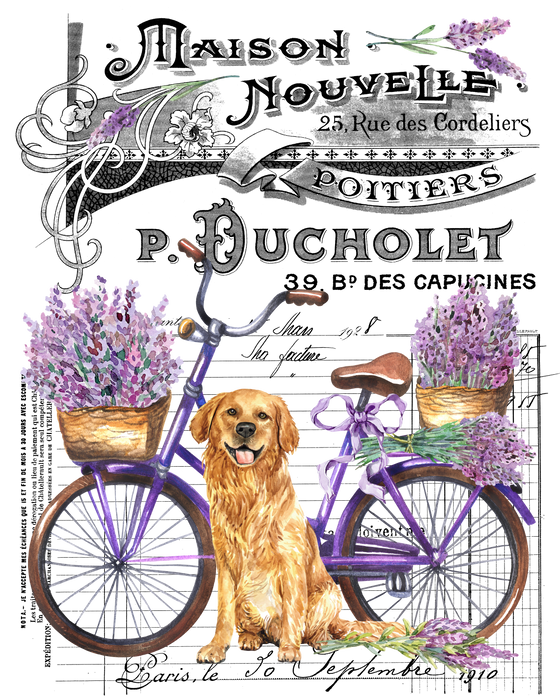 French Lavender Golden Retreiver Dog