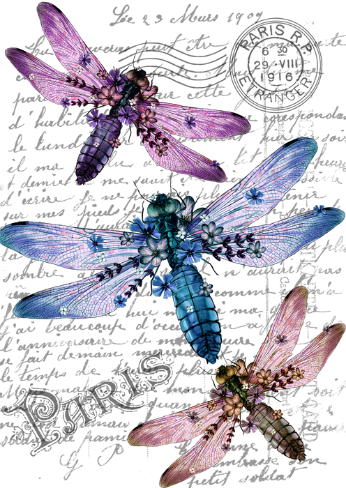 Dragon Fly French Paris