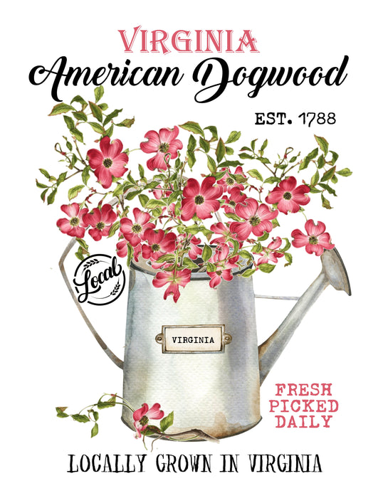 Virginia State Flower American Dogwood