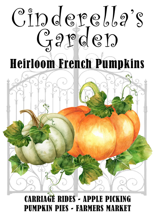 Cinderella Garden Pumpkin Patch